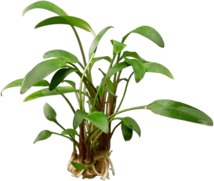Stoffels Cryptocoryne x willisii 'Lucens'