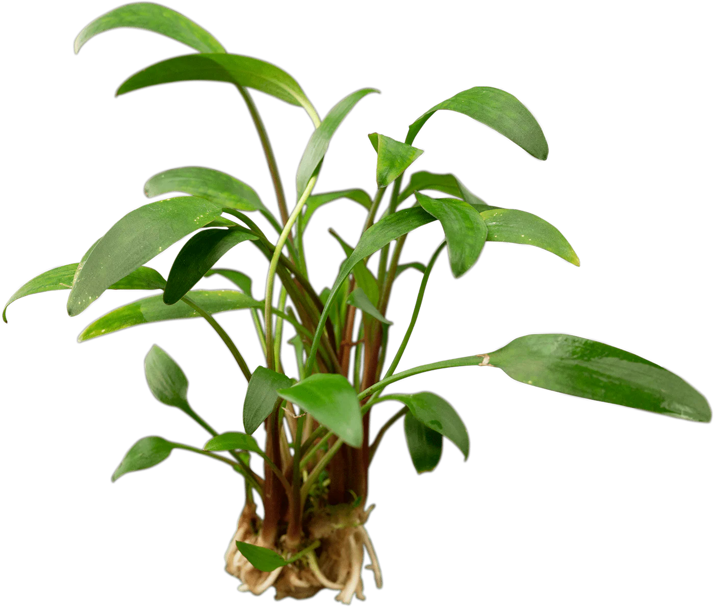 ST010442-Stoffels-Cryptocoryne-x-willisii--Lucens