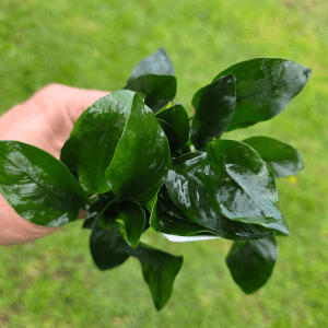 STO.10081 Stoffels Anubias Barteri var. Nana