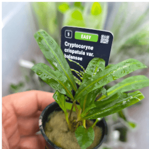 STO.10362 Crytocoryne crispatula var. balansae