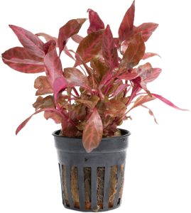 Stoffels Alternanthera reineckii 'Rosanervig