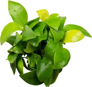 Stoffels Anubias barteri var. nana 'Golden' (Yellow Heart)