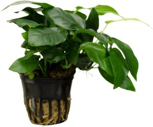 Stoffels Anubias barteri var. nana