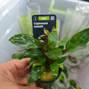 STO.10402 Cryptocoryne beckettii