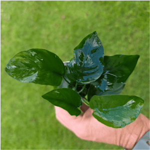 STO.10092 Anubias barteri var barteri