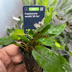 STO.10485 Cryptocoryne wendtii 'Mi Oya'
