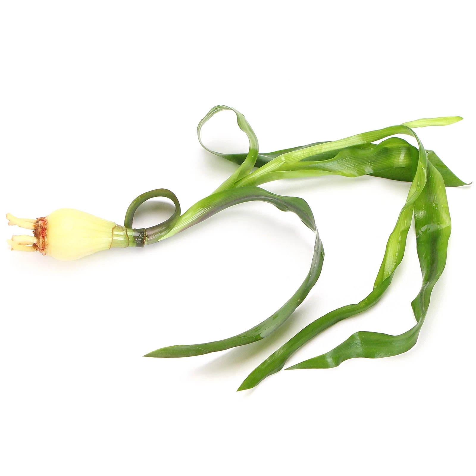 STO.10345 Crinum natans (bulb only) STO.10345 Crinum natans (bulb only)