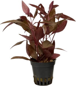 Stoffels Alternanthera reineckii 'Red' (Sessilis)