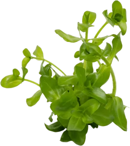 Stoffels Bacopa caroliniana (Amplexicaulis)