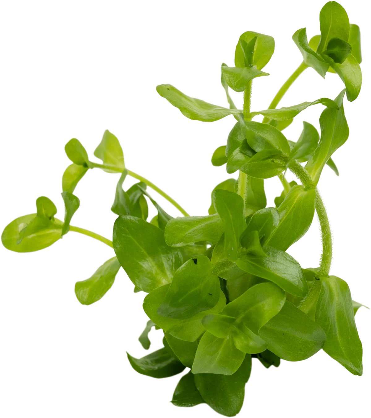 ST010212-Stoffels-Bacopa-caroliniana----Amplexicaulis