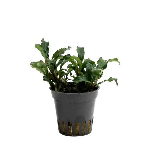 Stoffels Bucephalandra sp. 'Green Velvet' | AQUARIUMTRADER