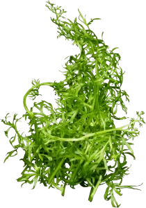 Stoffels Ceratopteris thalictroides