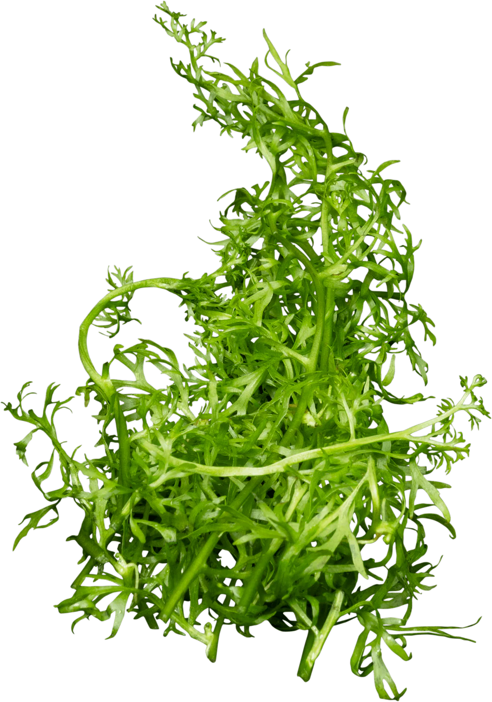 ST010322-Stoffels-Ceratopteris-thalictroides