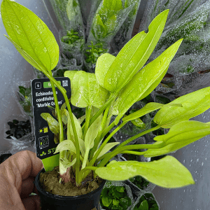 STO.10539 Echinodorus cordifolius 'Marble Queen'