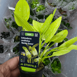 STO.10539 Echinodorus cordifolius 'Marble Queen'
