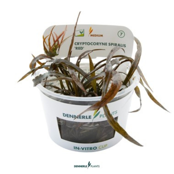 Cryptocoryne spiralis 'Red' In-Vitro DPL.30608 Cryptocoryne spiralis 'Red' In-Vitro DPL.30608