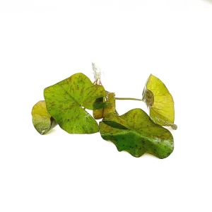 RTG.00488 Nymphaea lotus green