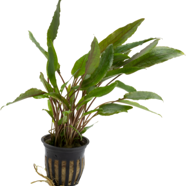 10462 Cryptocoryne beckettii var. petchii pot 10462 Cryptocoryne beckettii var. petchii pot