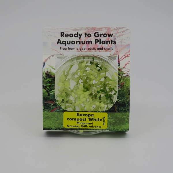 Canva RTG.31774 Bacopa Compact White RTG.31774 Bacopa Compact White