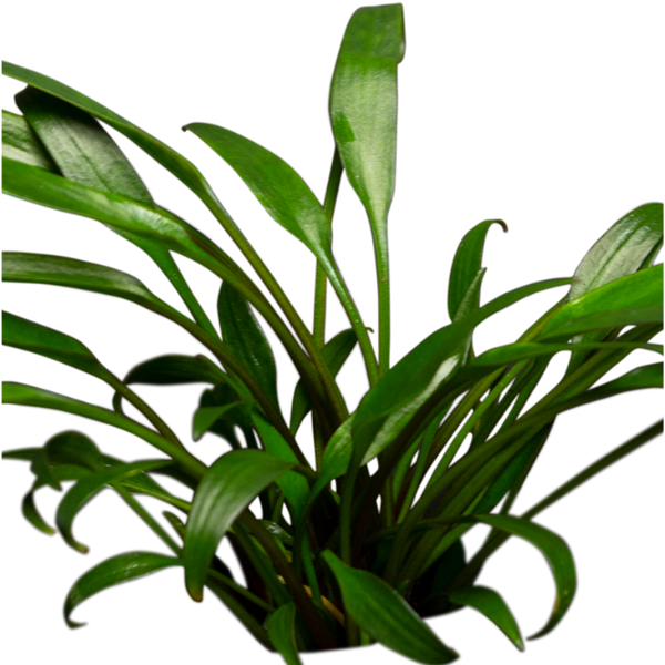 STO.10452 Cryptocoryne x willisii Nevilli STO.10452 Cryptocoryne x willisii Nevilli