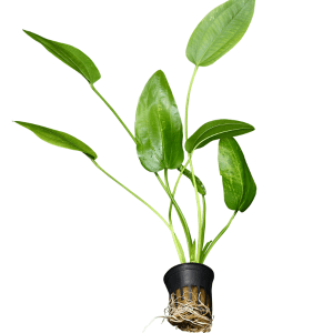 STO.10539 Echinodorus cordifolius Marble Queen 3