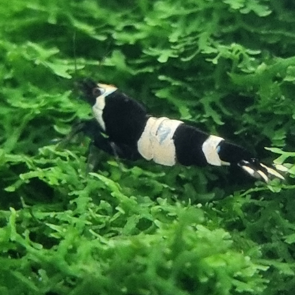 5 Taiwan Bee Black Panda Shrimp By SoShrimp - Freshwater, Beginner-Friendly
