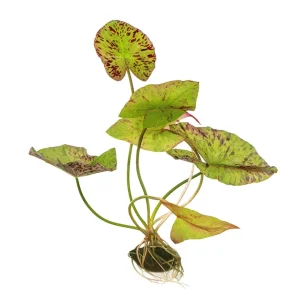 RTG.00488 Nymphaea lotus green