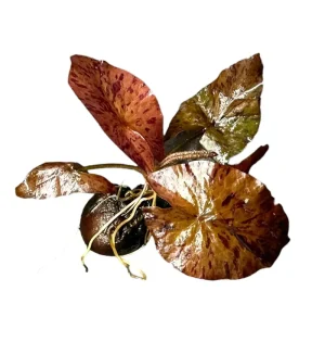 RTG.00249 Nymphaea Tiger lotus Red