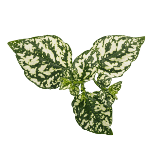 DPL.30450 Hypoestes phyllostachya ‘White’