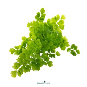 DPL.30656 Adiantum "Fritz Luthi"