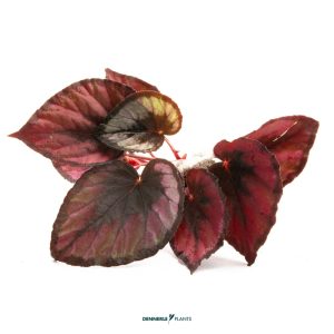 DPL.30657 Begonia rex "Red Kiss"