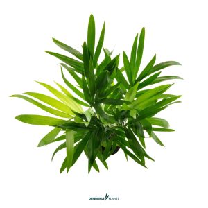 DPL.30658 Chamaedorea elegans