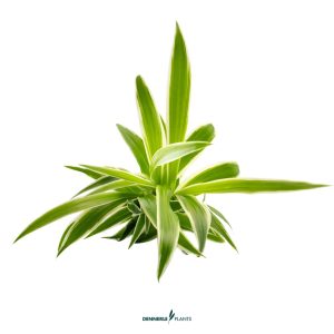 DEN30659 Chlorophytum Irish