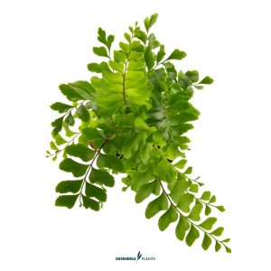 DPL.30660 Didymochlaena truncatula