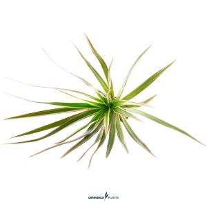 DPL.30661 Dracaena Magenta Top