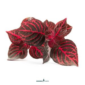 DPL.30663 "Iresine "Bloodleaf"