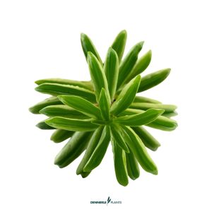DPL.30665 Peperomia "Fire Sparks"