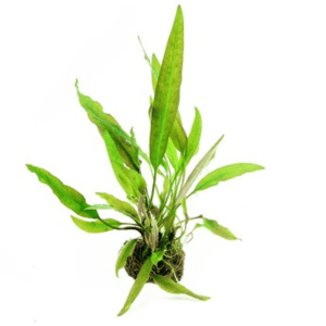 DPL.30016 Cryptocoryne usteriana