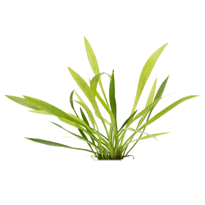 STO.10512 Helanthium bolivianus "Latifolius/Xingu"