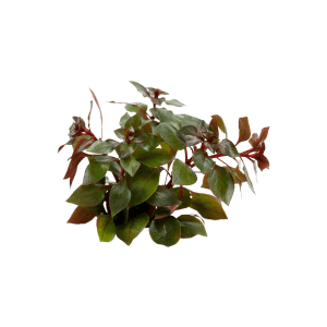 STO.10868Ludwigia Palustris 'Super Red'
