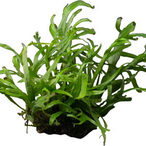 STO.10956 Microsorum pteropus Trident