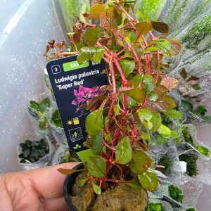 STO.10686 Ludwigia Palustris 'Super Red'