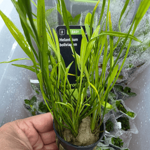 STO.10512 Helanthium bolivianus "Latifolius/Xingu"