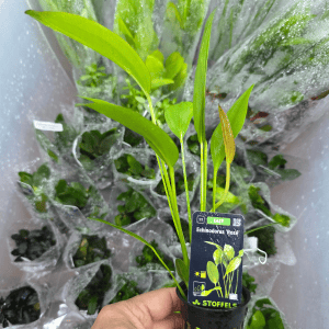 STO.10565 Echinodorus 'Osiris Rosé'
