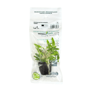 DPL.00411PTG Cryptocoryne Wendtii Green