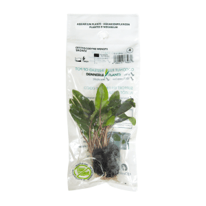 DPL.00412PTG Cryptocoryne Wendtii Brown