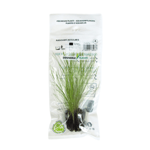 DPL.00492PTG Eleocharis Acicularis