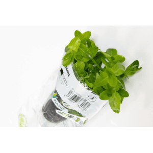 DPL.00622 Bacopa Caroliniana Close-up