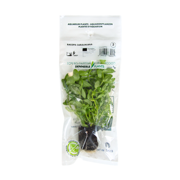 DPL.00622PTG Bacopa Caroliniana DPL.00622PTG Bacopa Caroliniana
