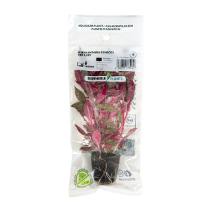 DPL.30037PTG Alternanthera Reineckii Red Ruby
